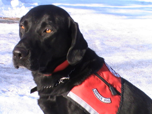 Lab with working vest